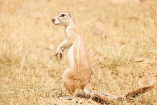 草原上站立的可爱地松鼠
