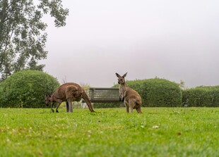 草地上的两只袋鼠