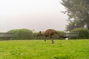 草原上低头吃草的袋鼠
