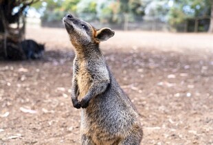 站立的袋鼠仰头望天空