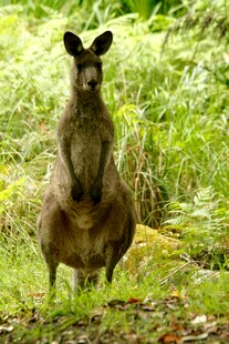 站立的袋鼠在绿意环境中