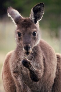 可爱袋鼠特写