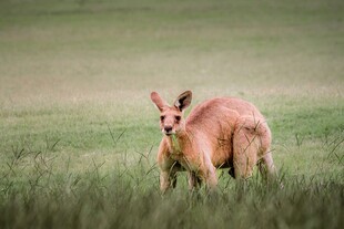 草原上的优雅羚羊