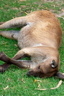 草地上酣睡的棕色狗狗