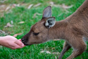 手喂小鹿的温馨瞬间