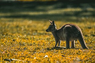 草原上的袋鼠
