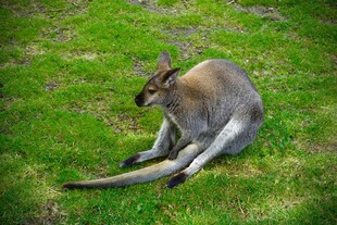 草地上休憩的袋鼠