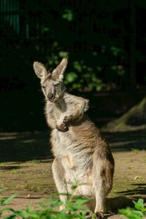 站立的袋鼠