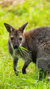 草地上进食的小袋鼠