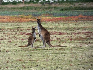 草原上的两只袋鼠