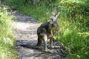 小路上站立的袋鼠
