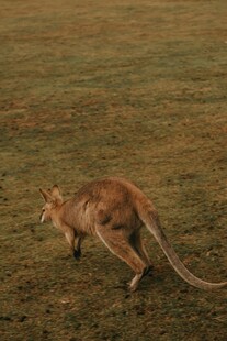 草原上奔跑的袋鼠