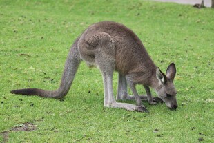 草地上低头觅食的袋鼠