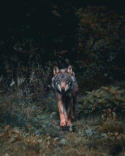 森林中独行的狼