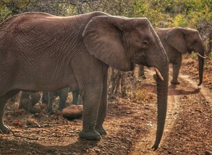 野外行走的大象群