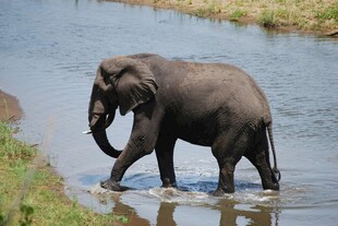 大象涉水过河