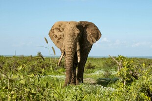 草原上独行的大象