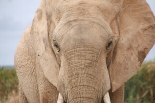 草原上的大象特写