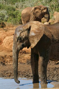 大象在泥水坑边休憩