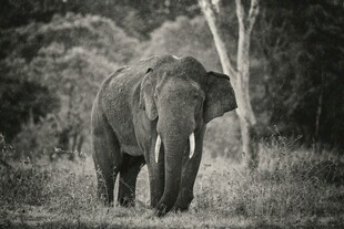 野外独行的大象
