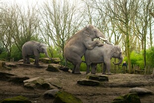野外大象互动场景