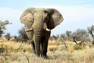 草原上独行的大象