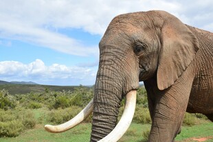 草原上的长牙大象