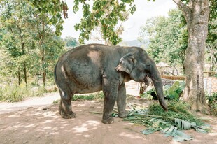 森林中进食的大象