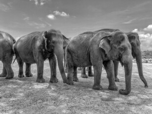 大象群在开阔地行走