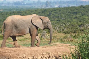草原上漫步的大象