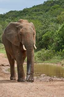 大象在野外泥地行走