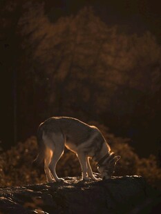 黑暗中低头的孤独野狼