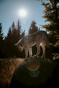 岩石上的孤狼沐浴阳光