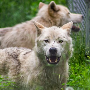 草地上的两只野狼