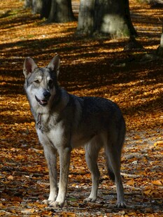 秋日森林中的孤狼