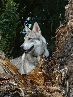 林间休憩的帅气灰白色狼