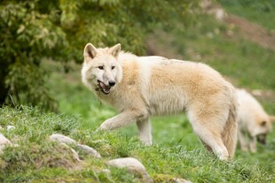 草原上行走的两只灰狼