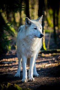 森林中的白色孤狼