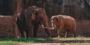 动物园中的两头大象