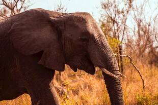 草原上行走的大象