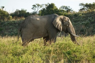 草原上独行的大象