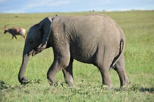 草原上漫步的大象