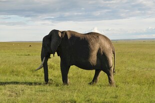 草原上独行的大象