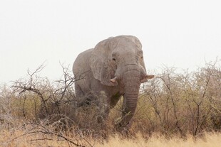 草原上独行的大象