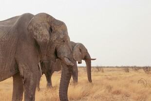 草原上的两头大象