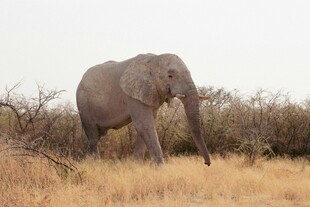 草原上独行的大象