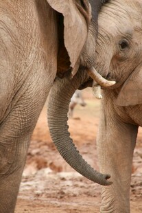 两头大象亲昵互动