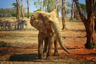 草原上独行的大象
