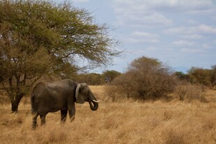草原上独行的大象