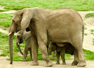 草原上的大象母子
